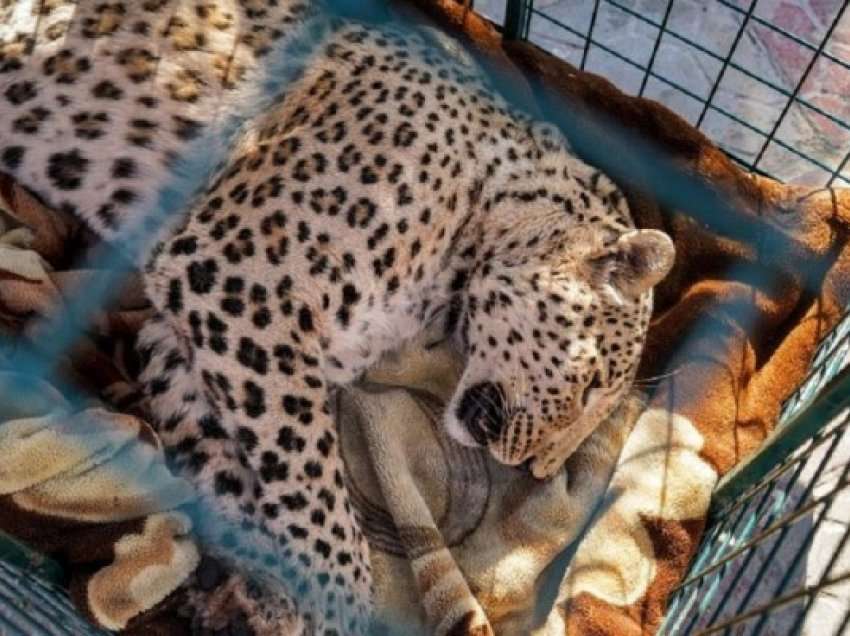 ​Një ekzemplar i rrallë i leopardit u kap në Irak