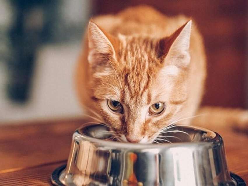 Si të silleni me një mace që zgjedh ushqimet