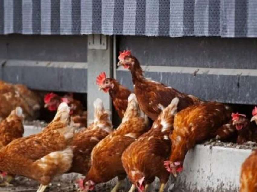 Pranoi se vodhi 12 – 13 pula, burri nga Vitia dënohet me katër muaj burgim