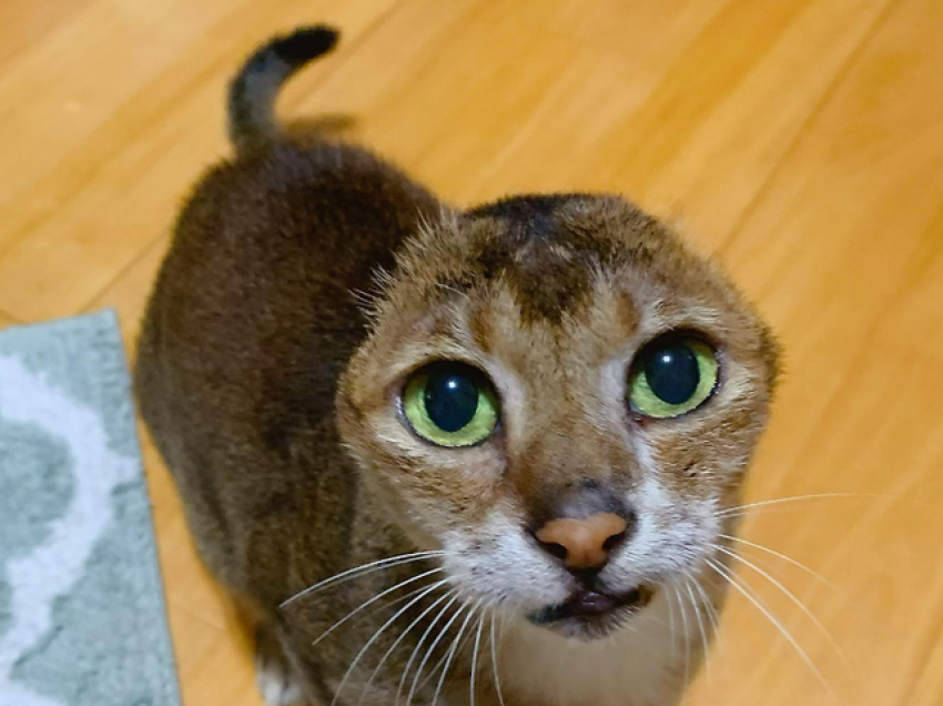 Njihuni me Potaton, macen e adhurueshme pa veshë dhe me mijëra ndjekës në Instagram