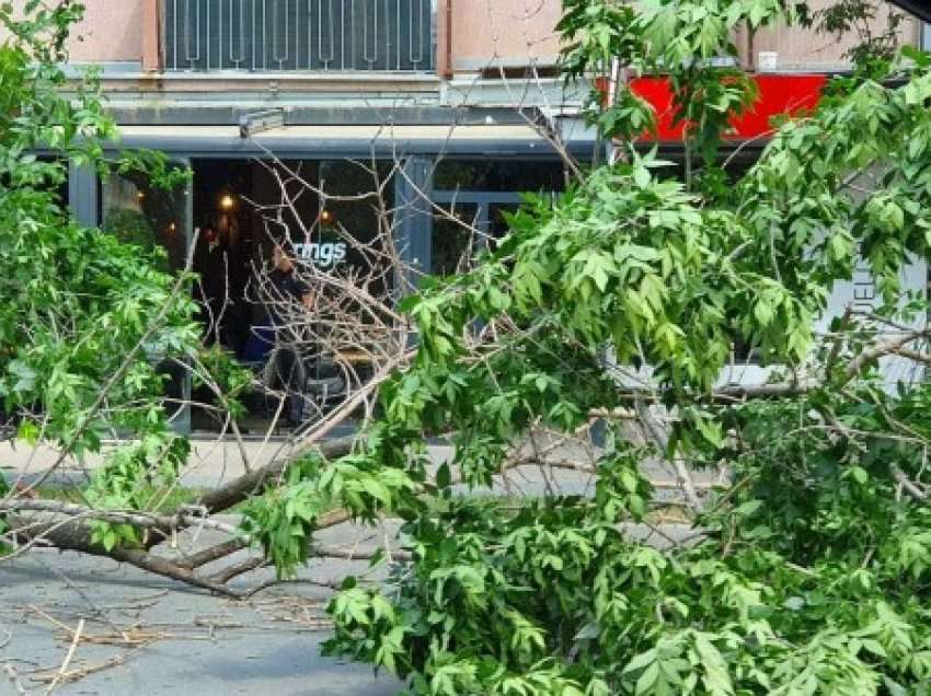 Ngjarje tragjike në Prishtinë: Vdes 30 vjeçari pas rrëzimit të lisit nga era e fuqishme