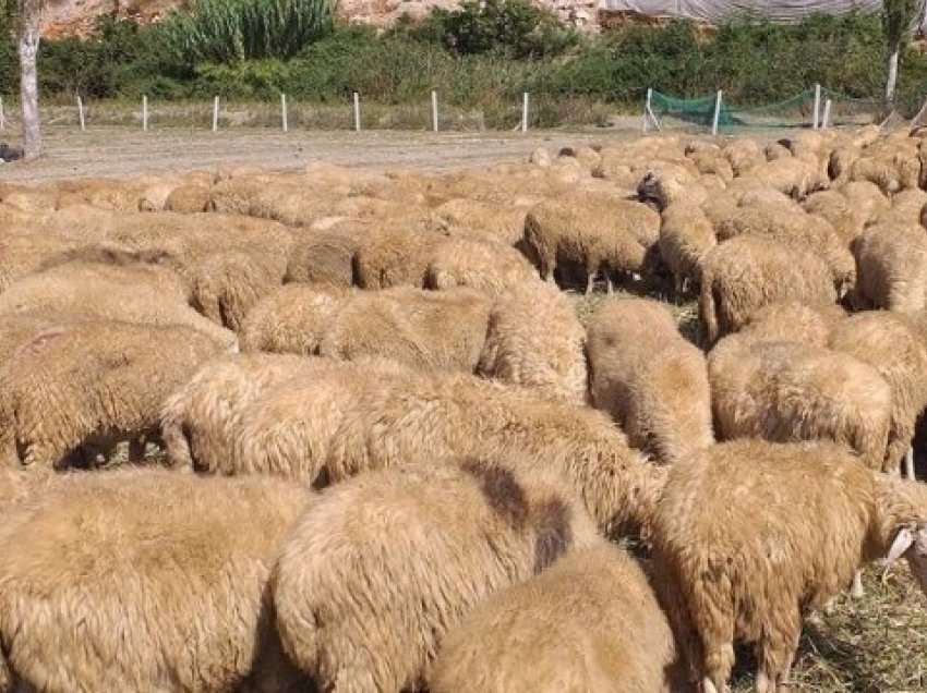 Konfiskohen 336 dele në fshatin Doganaj të Kaçanik