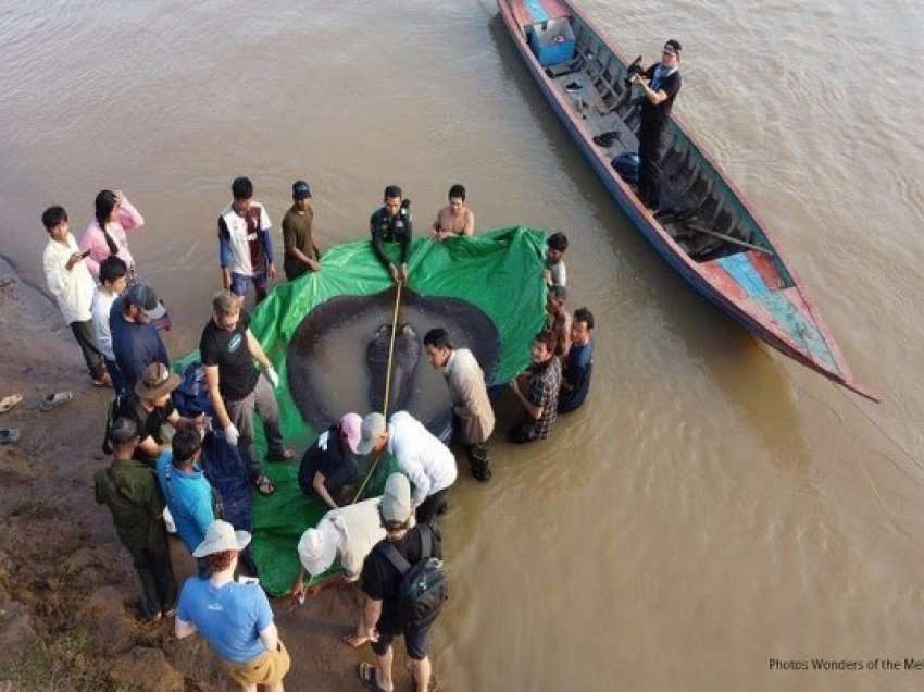 ​Peshku më i madh i ujërave të ëmbla kapet në Kamboxhia