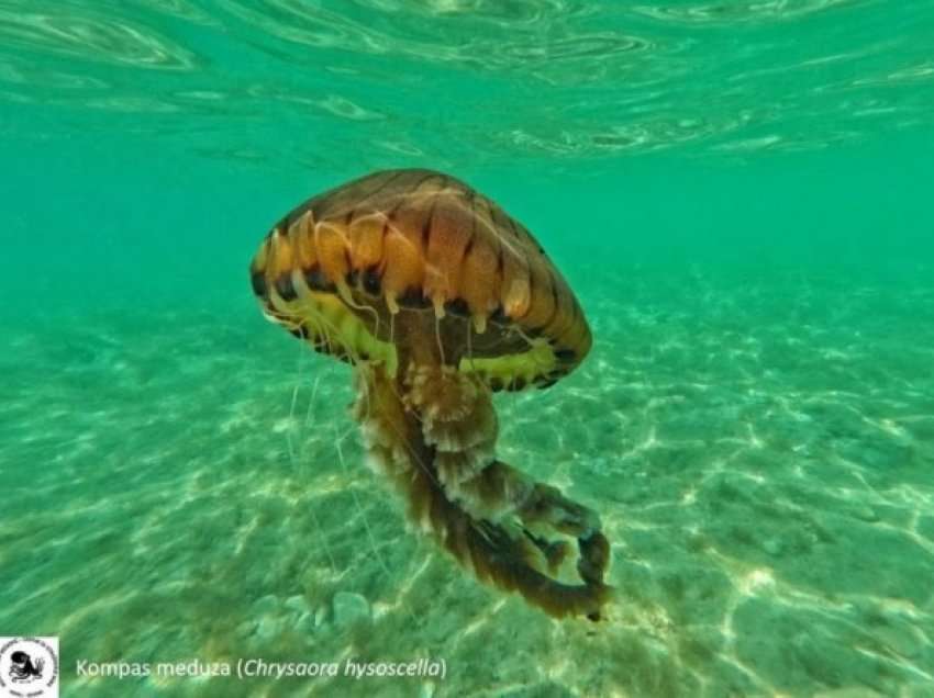 Zbulohet një kandil deti i rrezikshëm në Adriatik