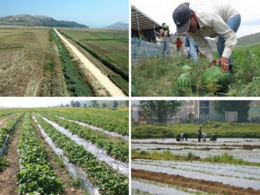 Rritet prodhimi i frutave dhe perimeve në Shqipëri