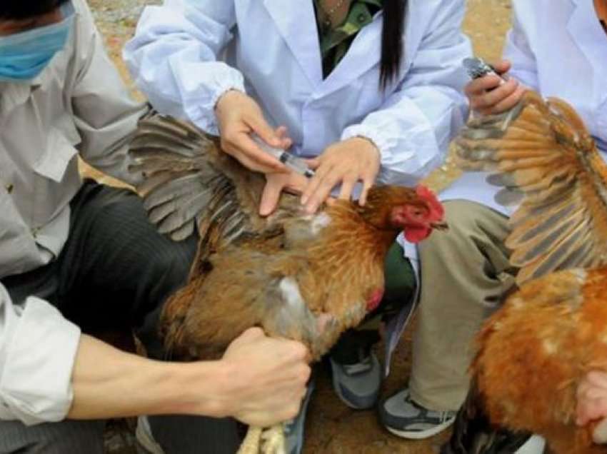 Konfirmohet rasti i parë i gripit të pulave në Durrës, Ministria jep detaje