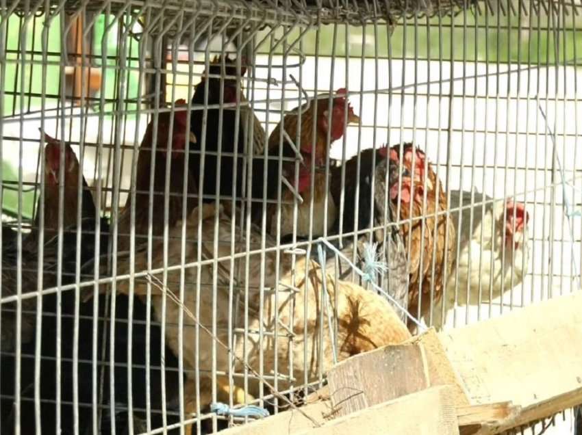 Gripi i Shpendëve në Shqipëri/ Në tregun e gjësë së gjallë në Vlorë ende shiten pula