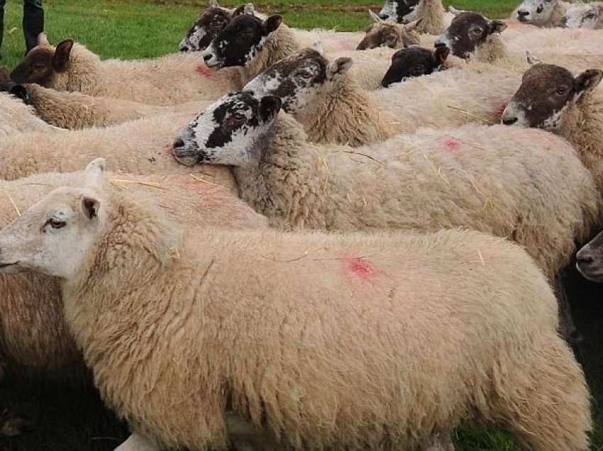 Policia konfiskon 12 dele dhe dhi në Podujevë
