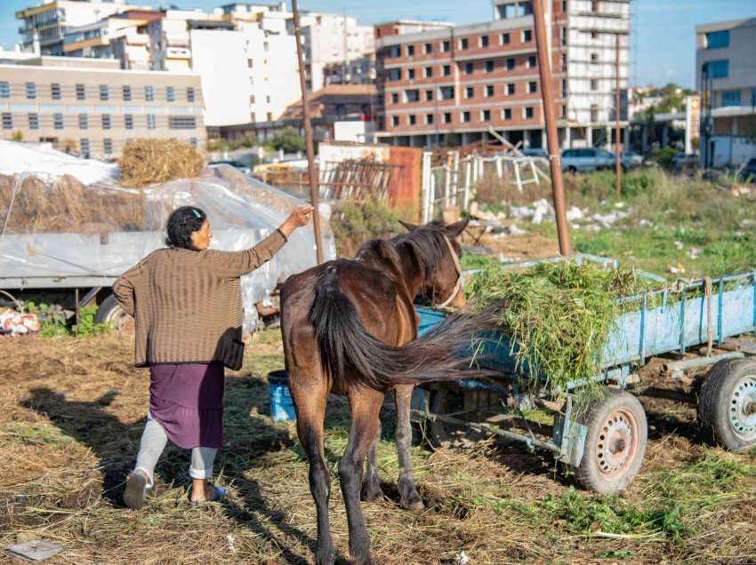 Si po zhduket profesioni fisnik i karrocierëve në Shqipëri, qytetet që kanë ruajtur traditën e vjetër