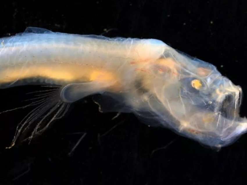 ​Krijesa e çuditshme si peshqit që ecin në këmbë gjenden pranë vullkaneve të thella të detit