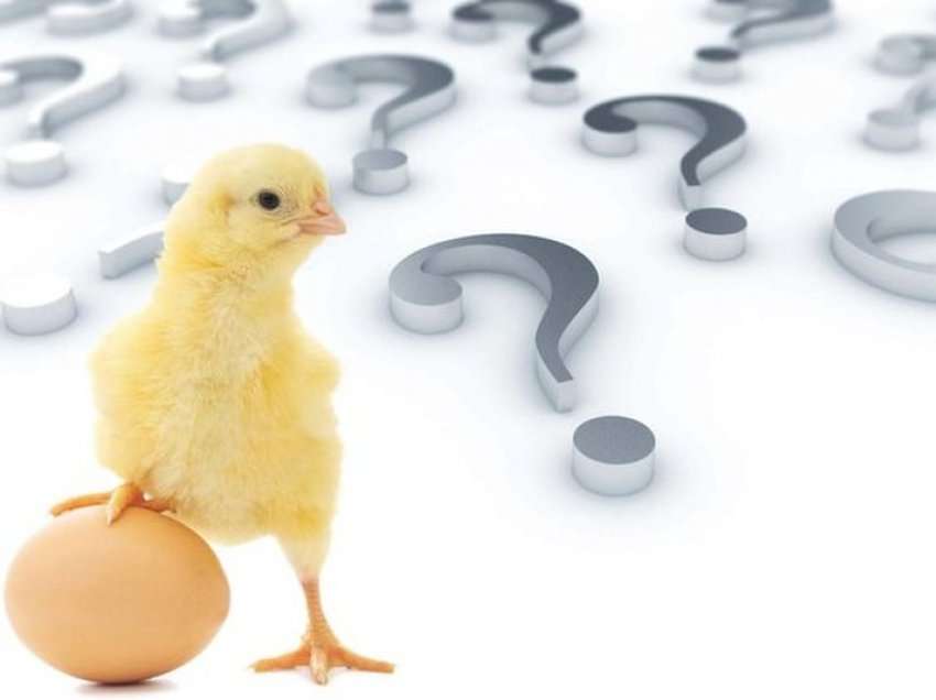 Pula vezën apo veza pulën? Shkencëtarët i japin fund dilemës së madhe të njerëzimit