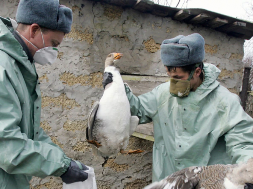 Holanda do të asgjësojë 29 mijë pula për të parandaluar gripin e shpendëve