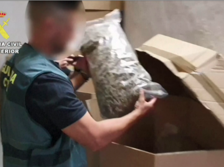 Policisë i humbin 200 kg marijuanë: I hëngrën minjtë