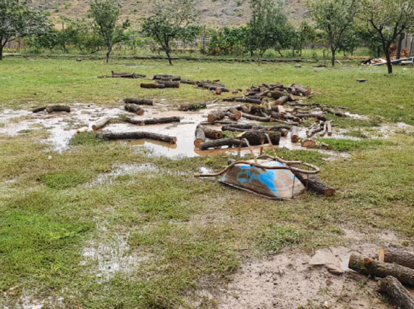 Shiu shkakton kaos në Shkodër/ Kafshë të ngordhura, banesa nën ujë dhe dëme të konsiderueshme në bujqësi