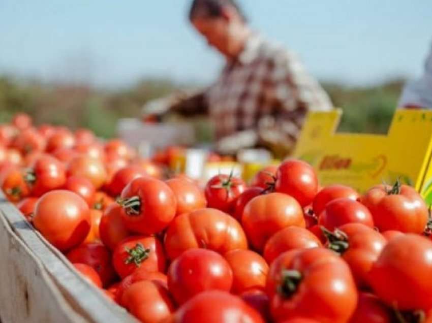 Shqipëria e 52-ta në botë për prodhimin e domates