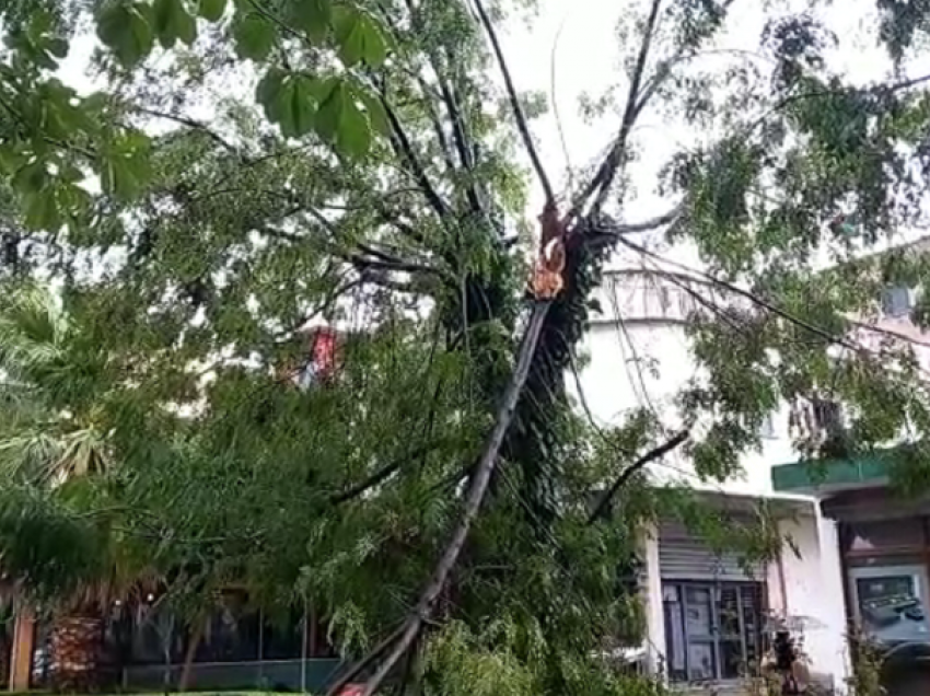 Stuhi dhe erëra të forta, rrëzohet pema në Elbasan