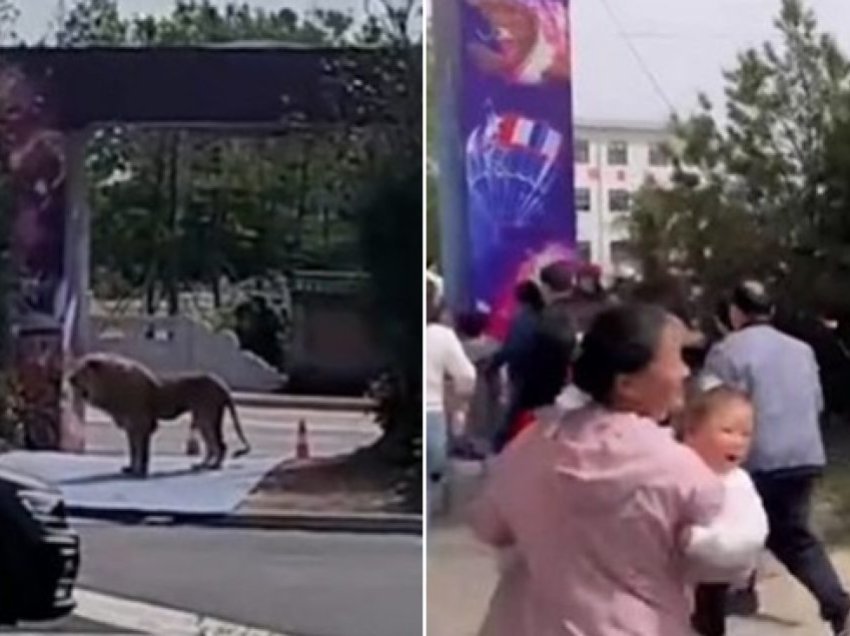 Dy luanë dalin nga cirku në mes të shfaqjes në Kinë – njerëzit të tmerruar filluan të ikin nga spektakli