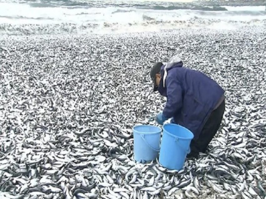 ​Qindra peshq të ngordhur “zbarkojnë” në plazhet e Japonisë