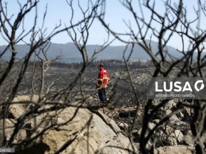 ​Hulumtimi sfidon efikasitetin e prerjes së pemëve për të parandaluar zjarret në Portugali