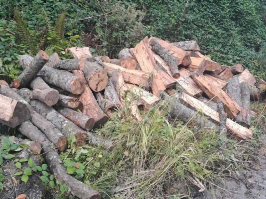 Për tri vite, 6.000 kallëzime për prerjen e paligjshme të druve në Maqedoni