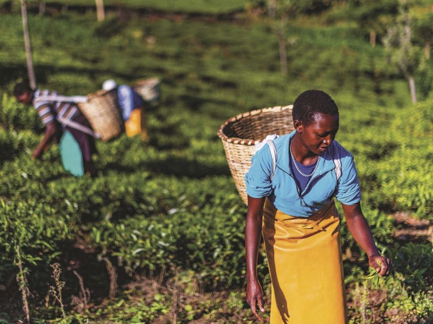 Rritet prodhimi i çajit ne Kenia, i nxitur nga reshjet e vazhdueshme të El Nino-s