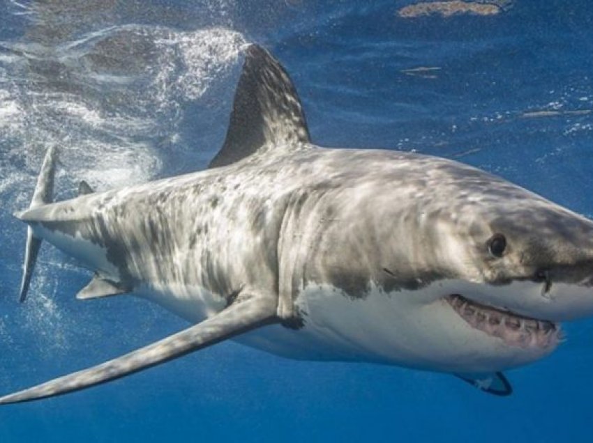 Peshkaqeni i pret kokën zhytësit në Meksikë, dëshmitarët rrëfejnë ngjarjen horror