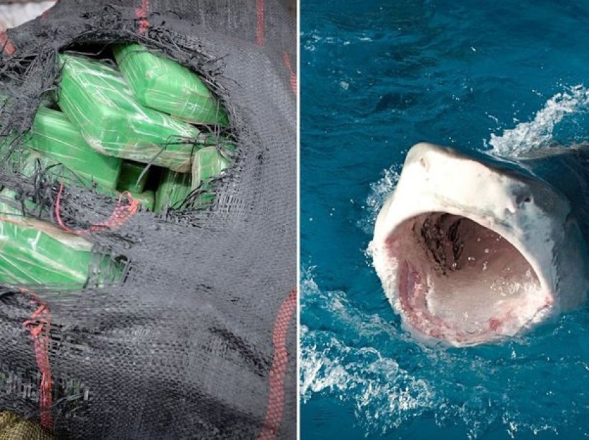 Ngrihet alarmi në det/ Peshkaqenët konsumojnë kokainë, reagojnë shkencëtarët: Bëhen të egër, veprojnë ndryshe