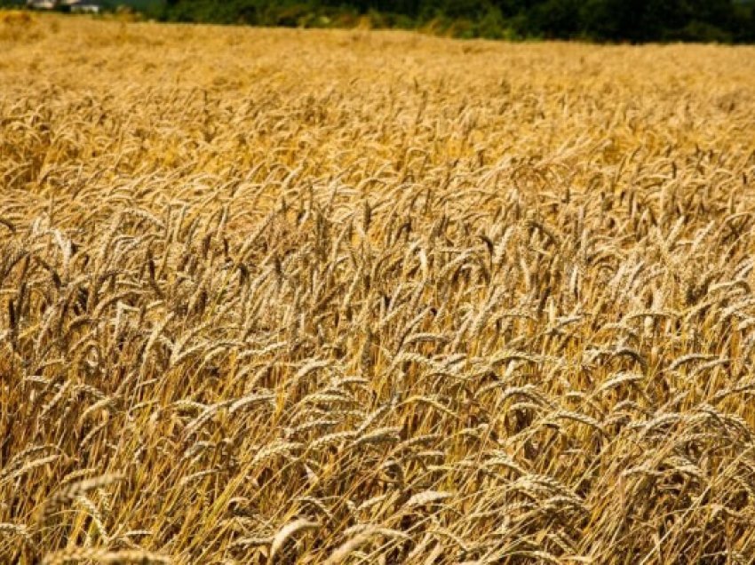 ​Korrje-shirjet në Ferizaj, fermeri: Shpenzime më të mëdha e rendiment më të ulët