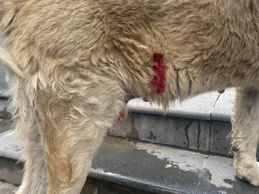 Arianit Koci publikon pamjet e rënda të qenit i cili është ther me thikë, thotë se e ka gjetur autorin