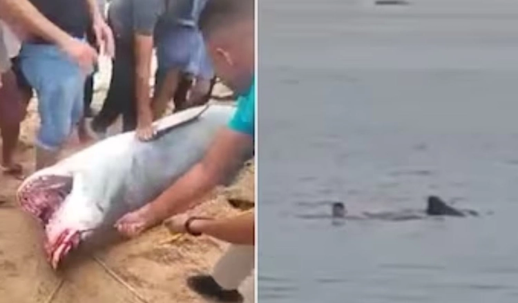 Autoritetet egjiptiane kapin peshkaqenin që vrau një turist rus ditë më parë
