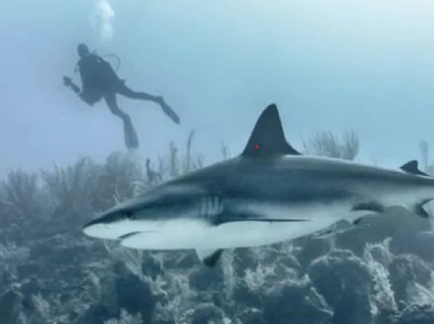 Ekipi i Netflixit sulmohet nga peshkaqenët gjatë kohës që po xhironte një dokumentar