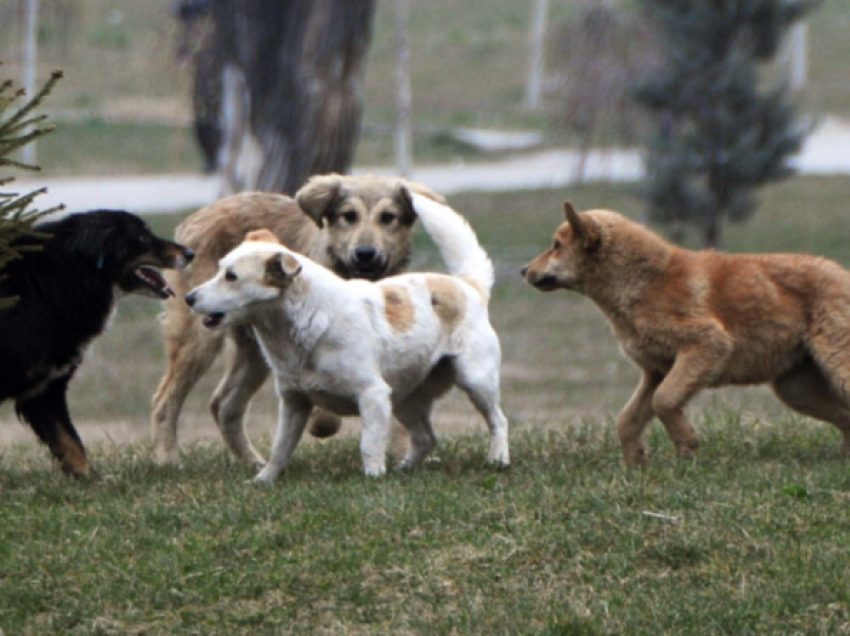 Prishtina planifikon t’i ndajë nga 50 euro në muaj secilit që adopton qen endacakë