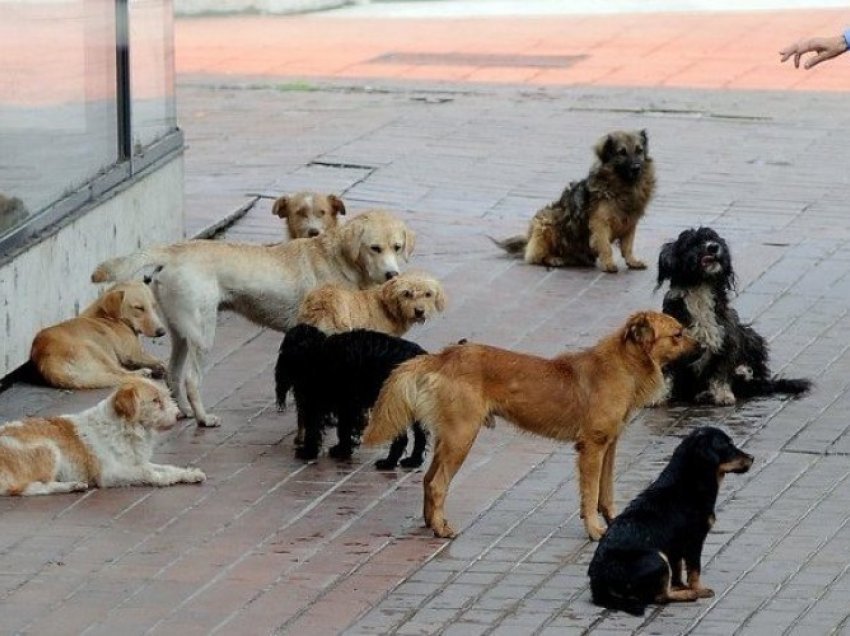 Identifikohen rreth 4 mijë qen endacak në Prishtinë