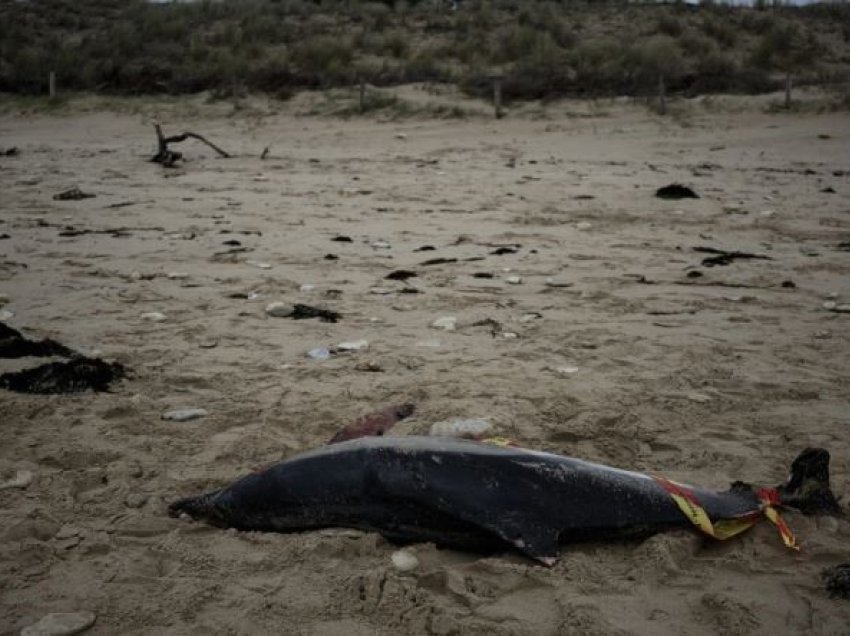 Francë, më shumë se 900 delfinë gjenden të ngordhur në bregdet gjatë dimrit