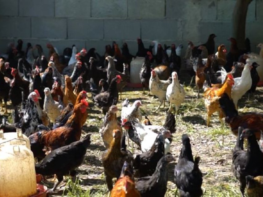 Në kërkim të shijes së humbur/ Fermeri nga Tirana që rrit pula fshati në Shijak