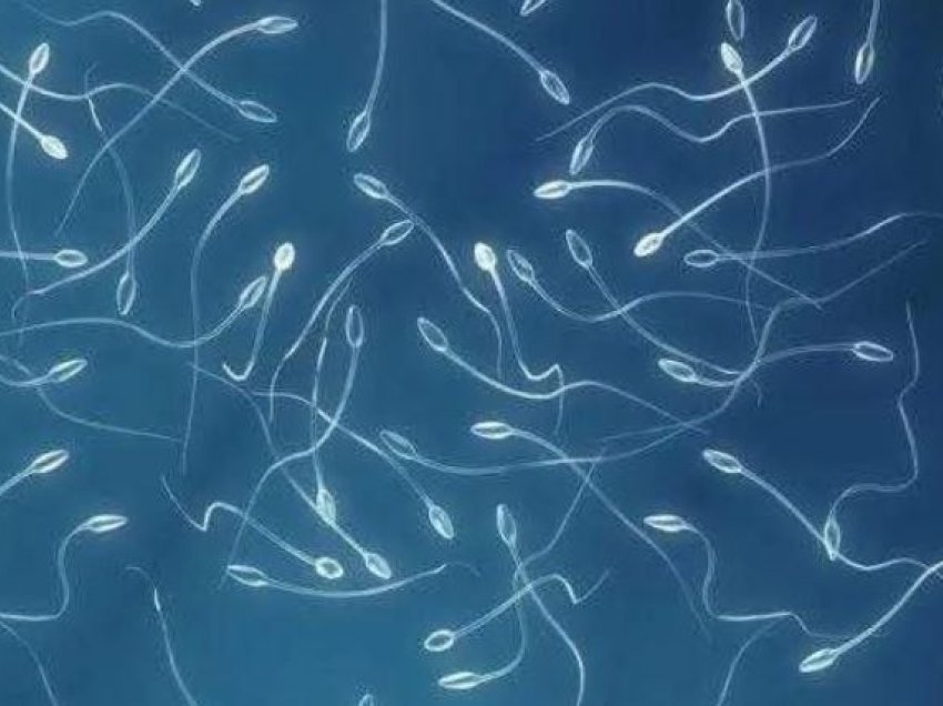Zbulimi befasues i shkencëtarëve: Qelizat e spermës kundërshtojnë ligjin e tretë të Njutonit