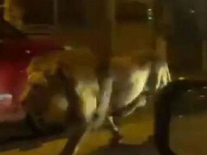 Luani arratiset nga cirku, banorët e qytetit italian në alarm