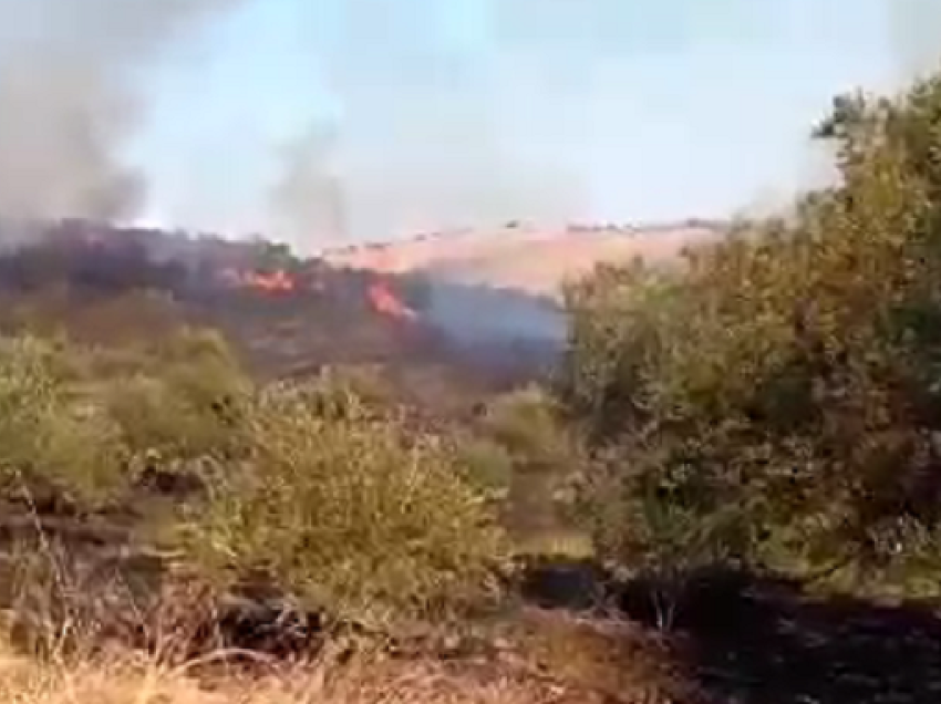 Zjarr masiv në kodrat e fshatit Kraps në Fier, digjen qindra rrënjë ullinj