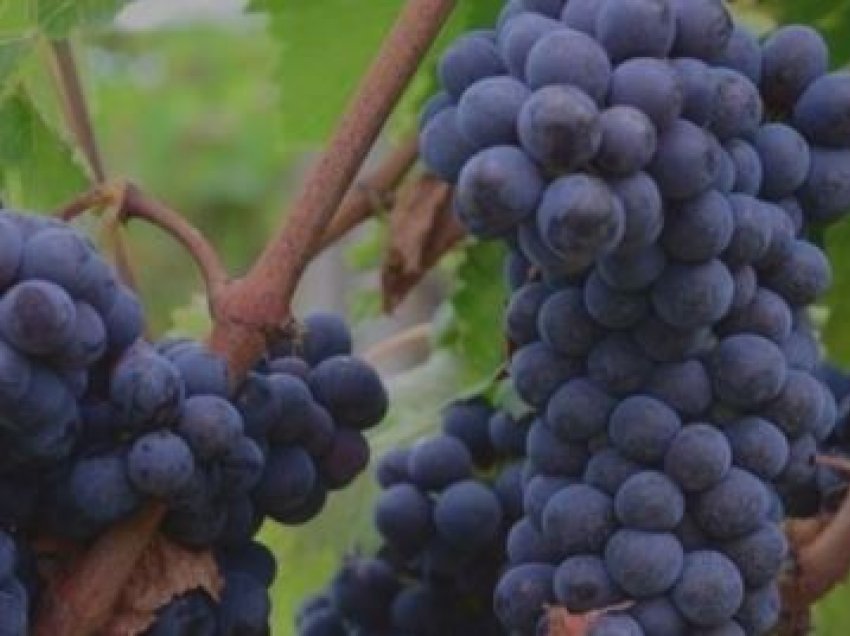Dobitë e rrushit në përmirësimin e shëndetit tek njerëzit