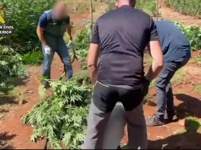 Policia spanjolle zbulon plantacionin me 1 mijë rrënjë kanabis, arrestohet shqiptari