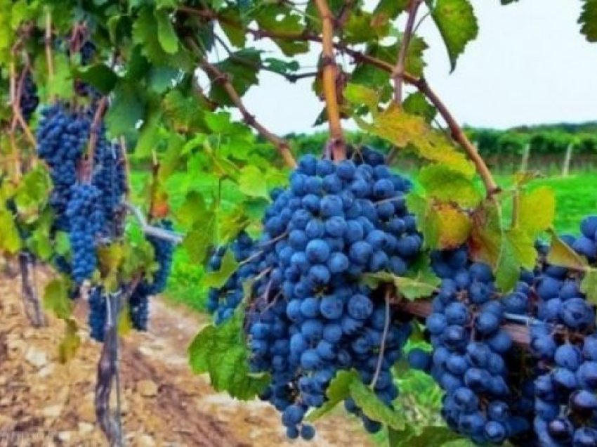 Reshjet e shiut dëmtuan vreshtat, më pak rrush sivjet në Rahovec