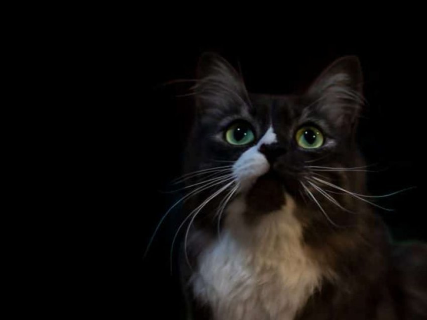 Përse macet shohin në errësirë?