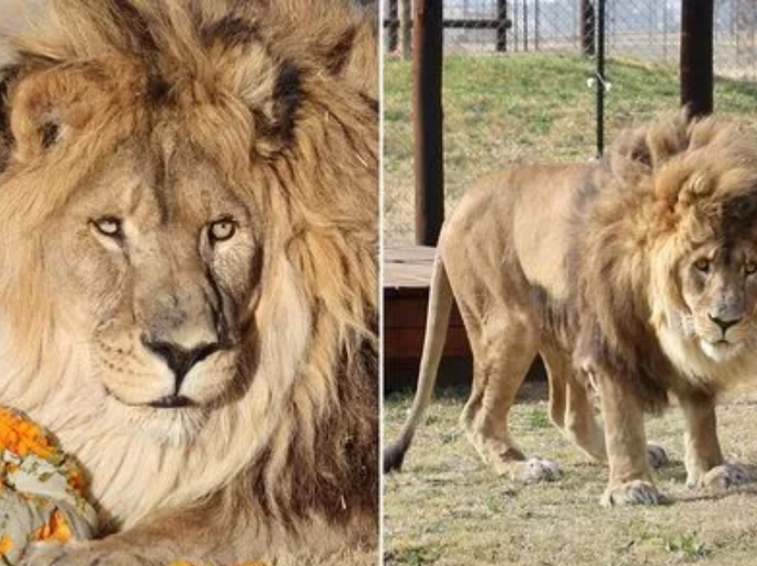 Luani i vetmuar rikthehet në botën e egër pasi ishte lënë prej vitesh në kopshtin e braktisur zoologjik 