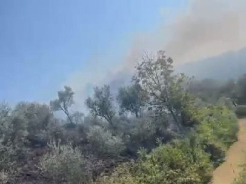 Zjarr masiv në Elbasan, digjen sipërfaqe të mëdha me ullinj dhe shkurre