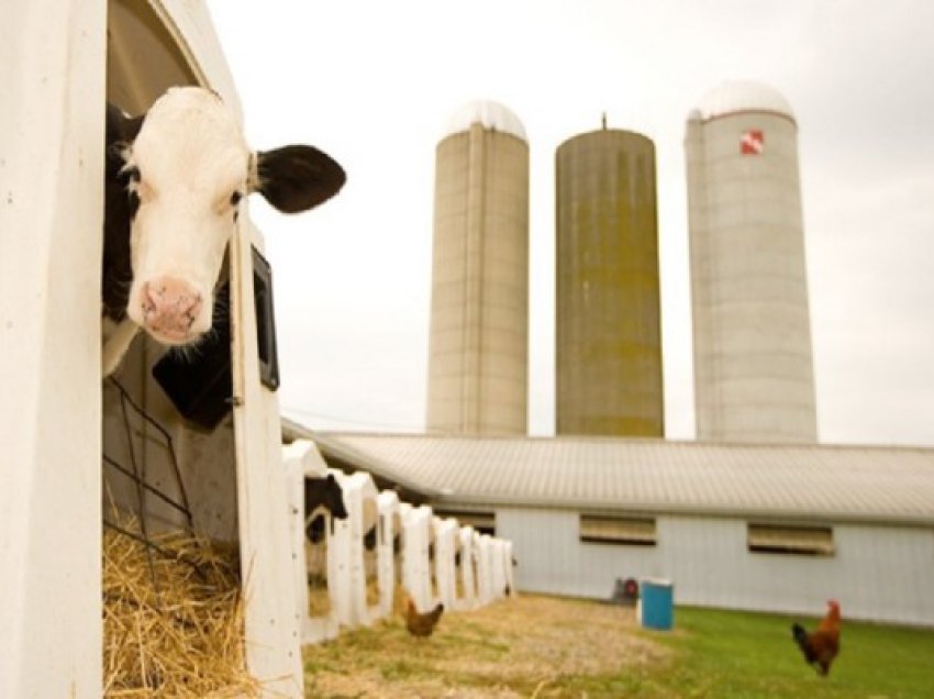 ​Gripi i shpendëve sulmon lopët në SHBA, cili është rreziku për njerëzit?