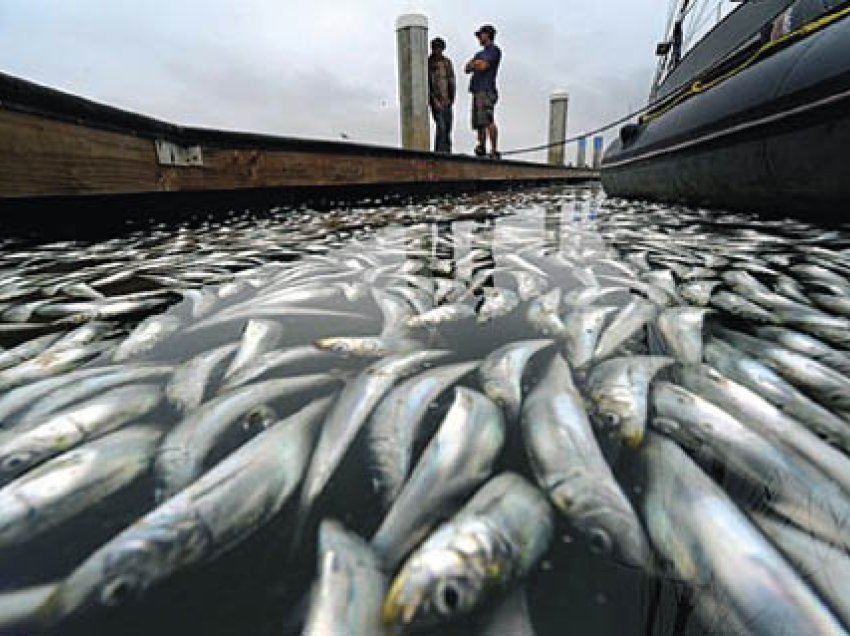 Deti plot me peshk në Sarandë, por peshkatarët rrisin çmimet: Kemi shpenzime