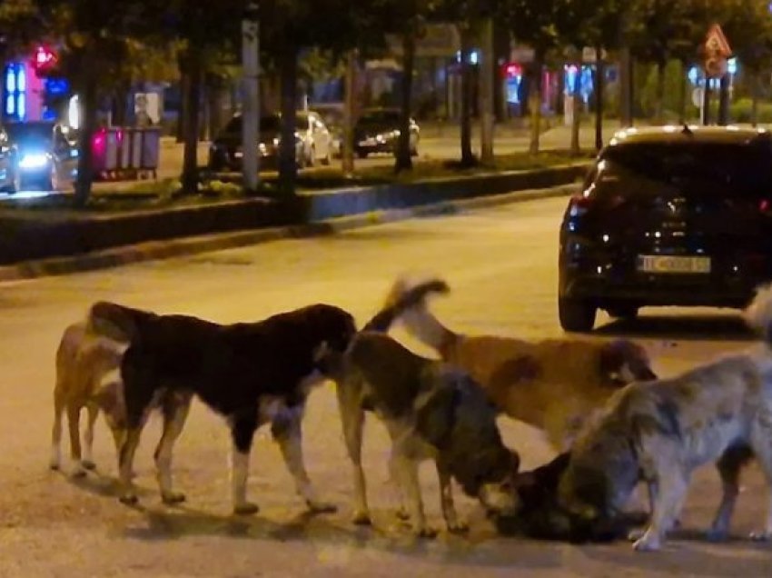 Tre raste të kafshimeve nga qentë endacak për një ditë në Tetovë
