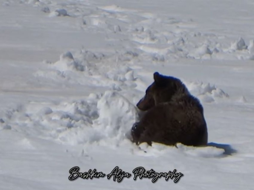 Pamje mahnitëse: Ariu luan e argëtohet me borën në Bjeshkët e Sharrit