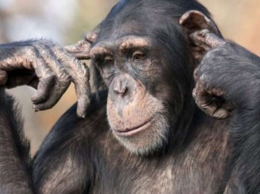 OBSh-ja konfirmon shtetet në të cilat është përhapur lija e majmunëve