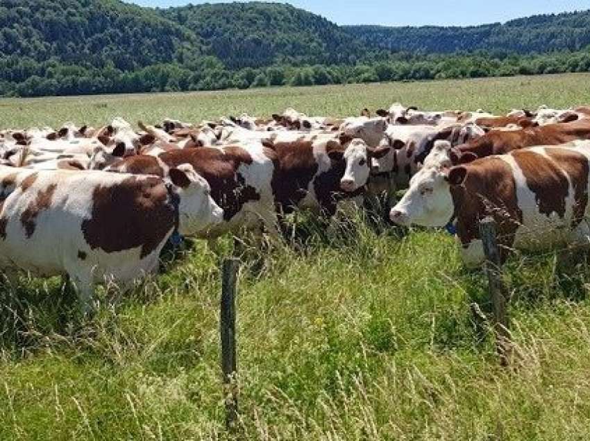 ‘’Kontrabandë me kafshë’’, Policia gjen 80 lopë e viça në Ferizaj
